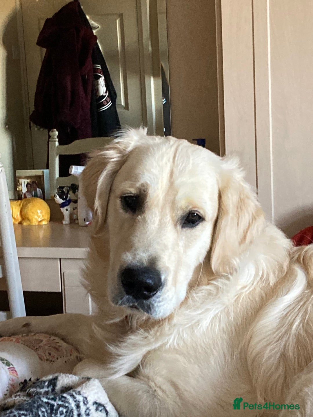 Golden Retriever dogs for sale: 15 month old Golden Retriever, Male, sweet, gentle - Image 9