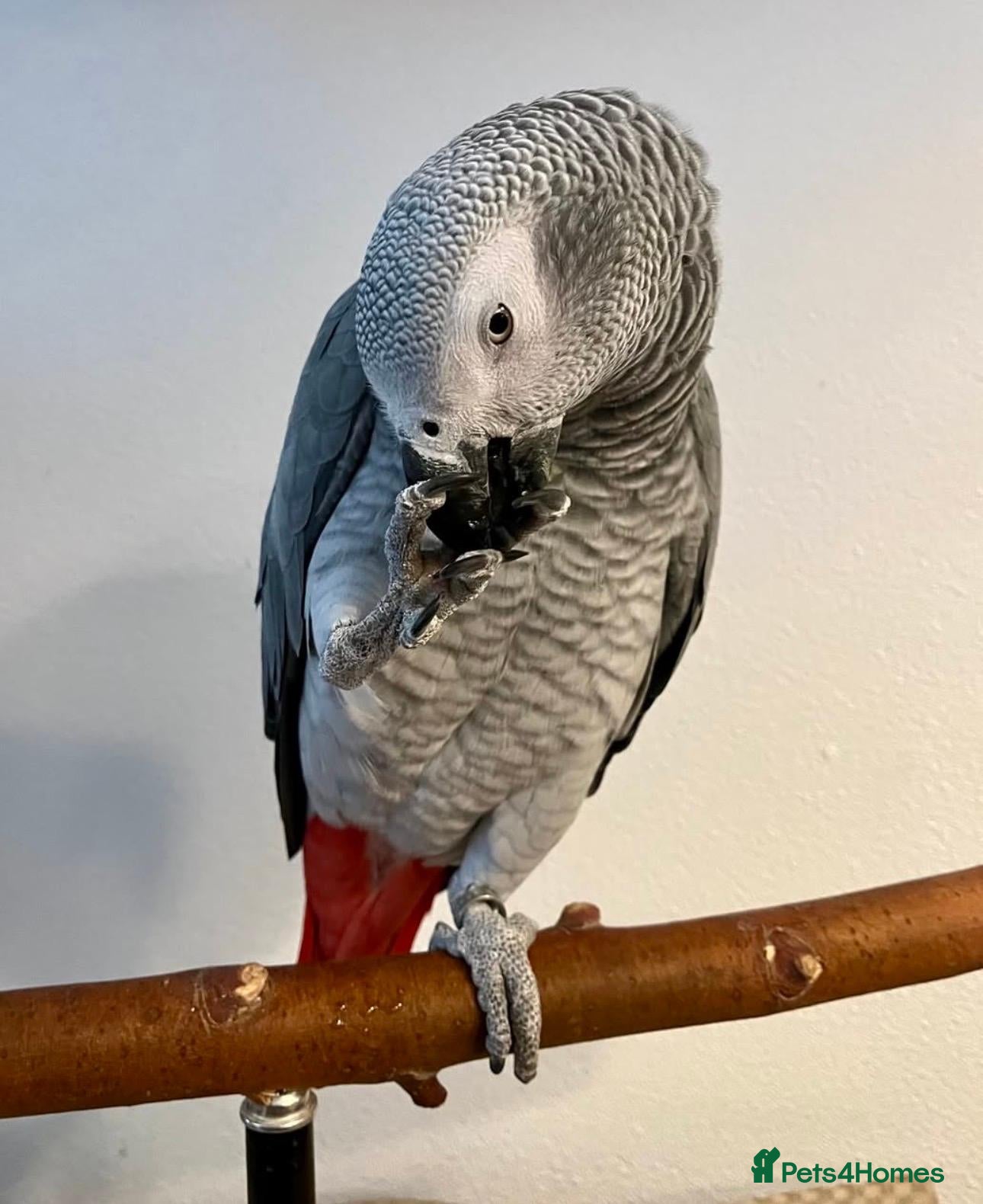 Parrots birds for sale: Meet our beautiful African Grey parrots - Advert 1