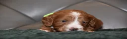 Cockapoo dogs for sale: F1 Toy Cockapoo Puppies Fully Health Tested - Advert 6