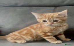 British Shorthair cats for sale: Beautiful Purebreed British Shorthair X Tabby - Image 18