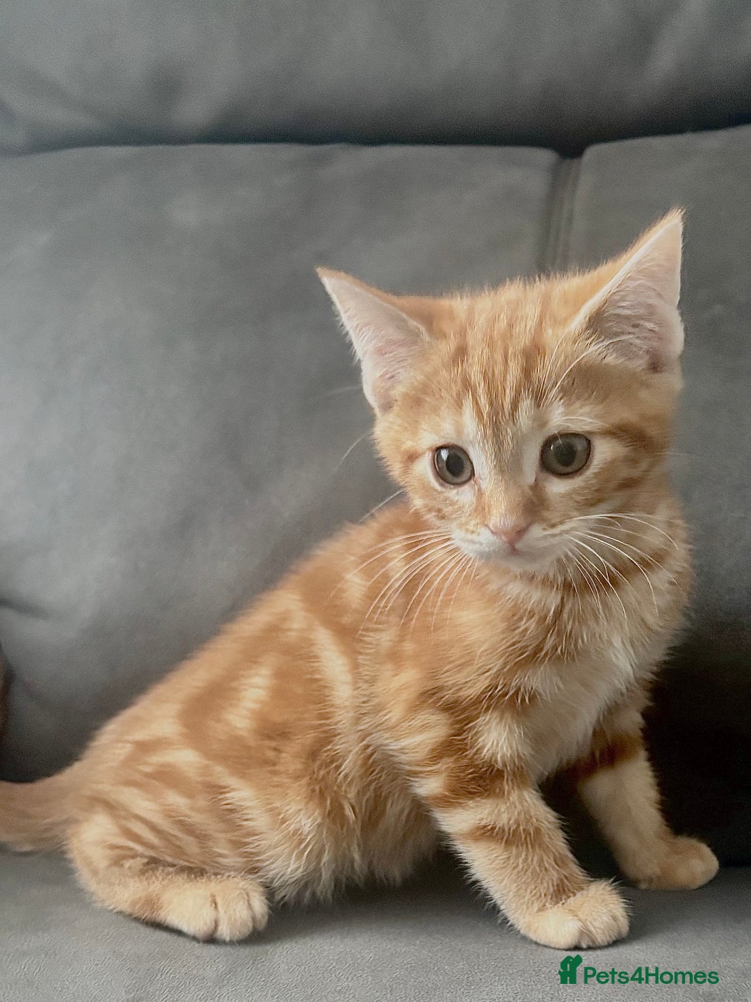 British Shorthair cats for sale: Beautiful Purebreed British Shorthair X Tabby - Image 18