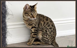 Savannah cats for sale: Dramatically reduced and ready F5 SBT Savannahs in Bingley - Image 13