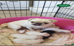 Pug dogs for sale: White female pug  - Advert 5