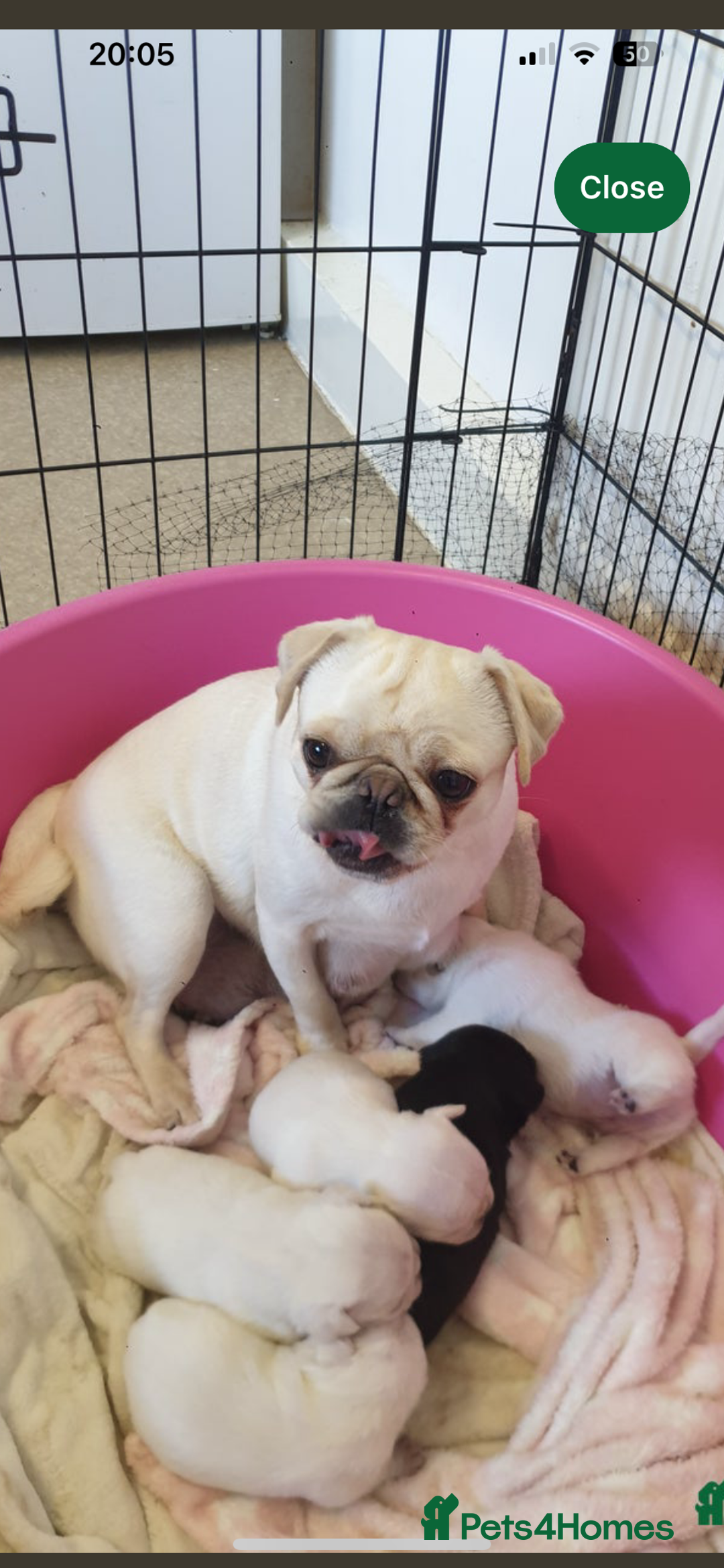 Pug dogs for sale: White female pug  - Advert 5
