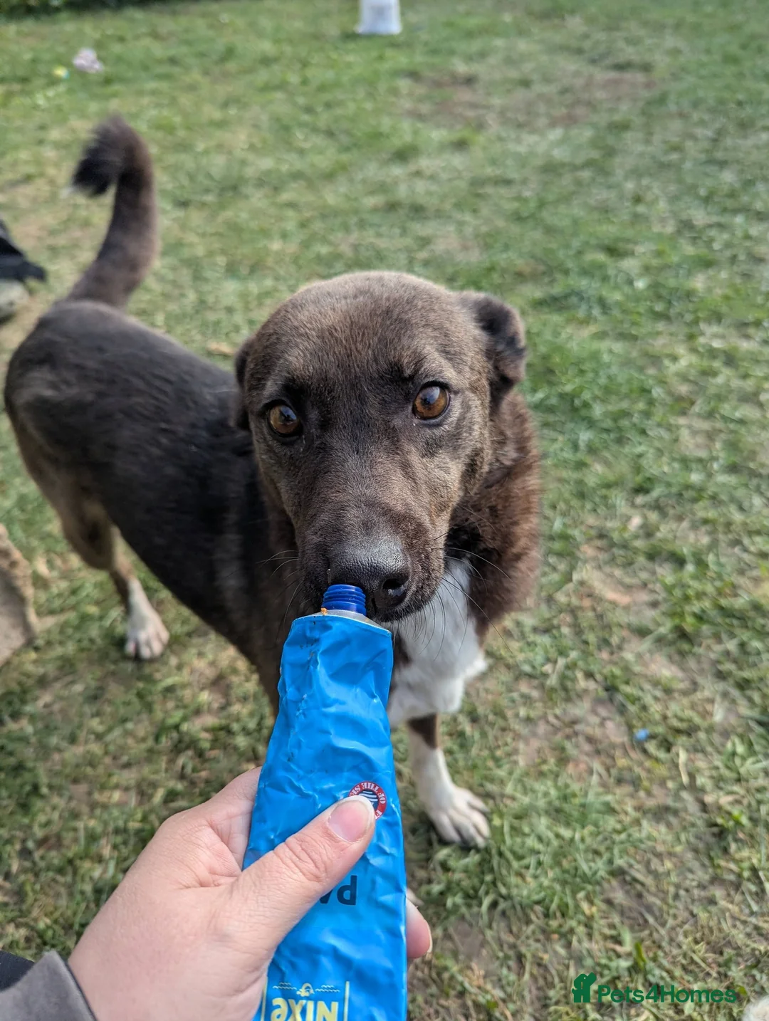 Mixed Breed dogs for adoption: Beautiful Bea for Adoption  - Advert 6