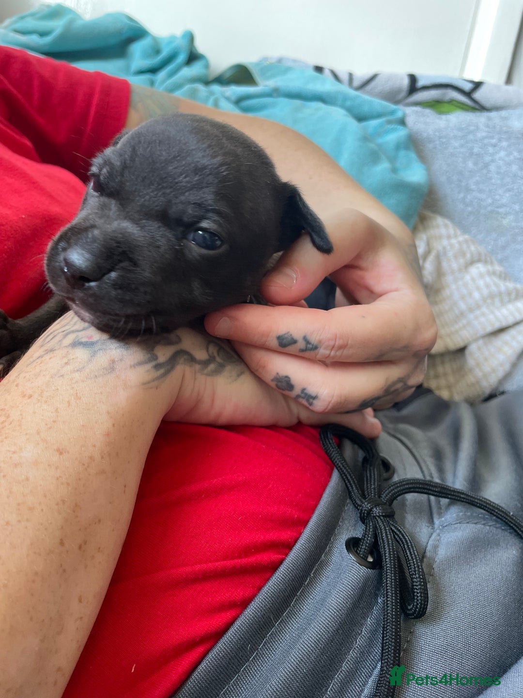 Staffordshire Bull Terrier dogs for sale: Last male Staffy looking for his forever home - Image 5