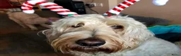 Goldendoodle dogs for sale: Multigenerational Goldendoodle Girls Licensed - Advert 21