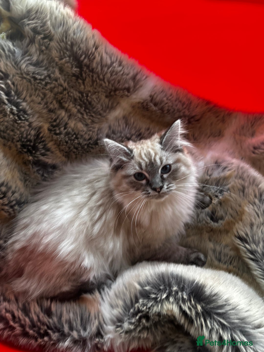 Ragdoll cats for sale: 5 STUNNING RAGDOLL KITTENS AVAILABLE NOW - Advert 16