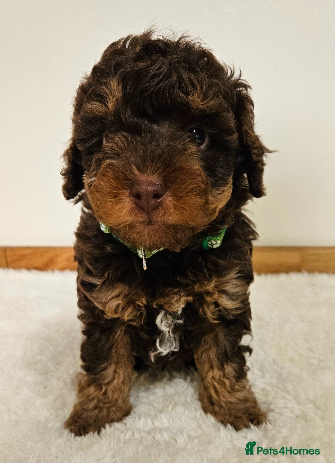 Toy Poodle dogs for sale: Beautiful Toy Poodle Puppies - Advert 12