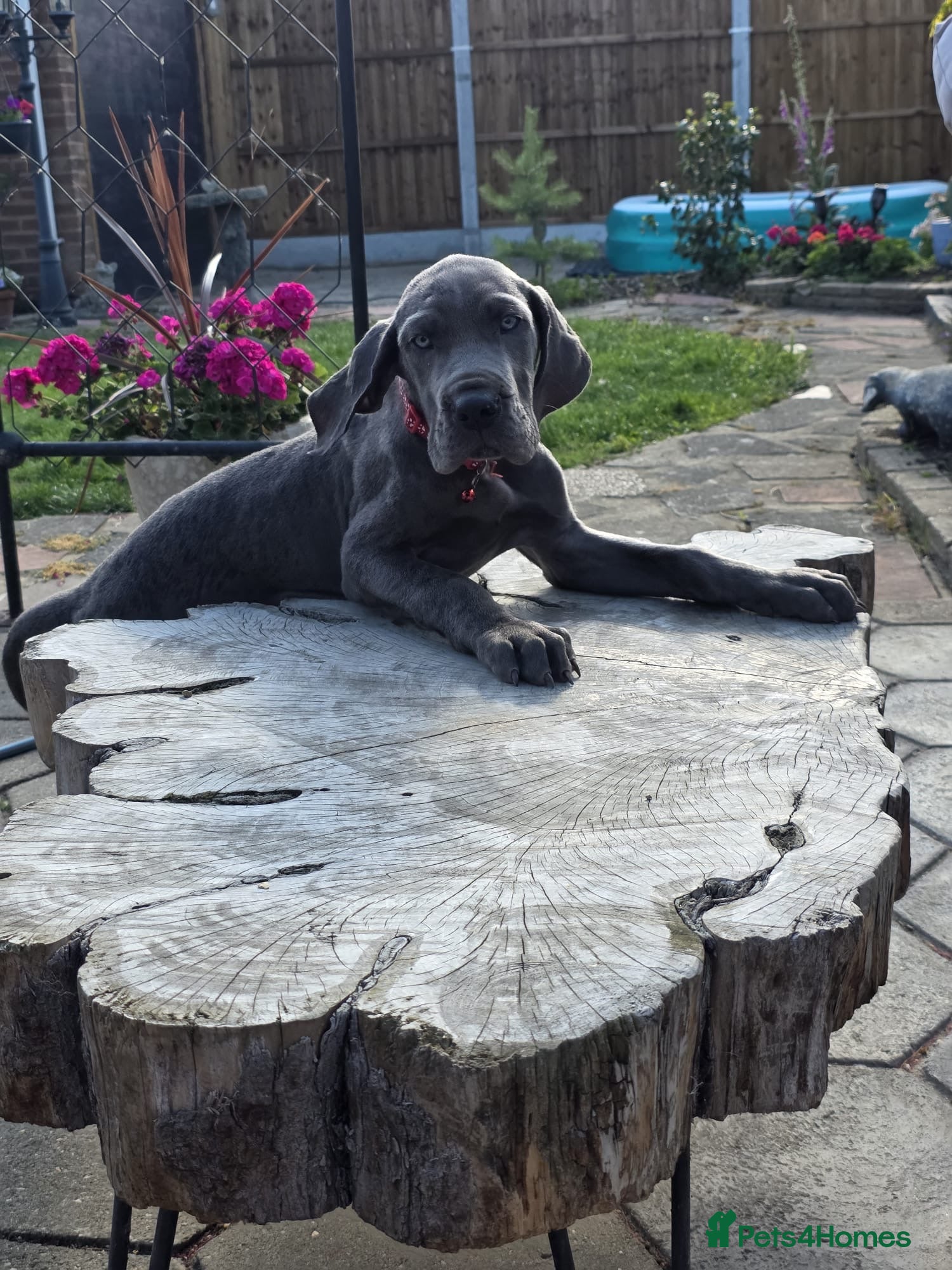 Great Dane dogs Ready for new home now!! - Advert 1