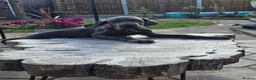 Great Dane dogs for sale: Ready for new home now!! - Advert 3
