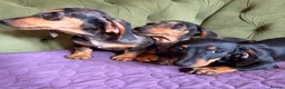 Miniature Dachshund dogs for sale: Mini sausage dogs. Family bred/health checked  - Advert 21