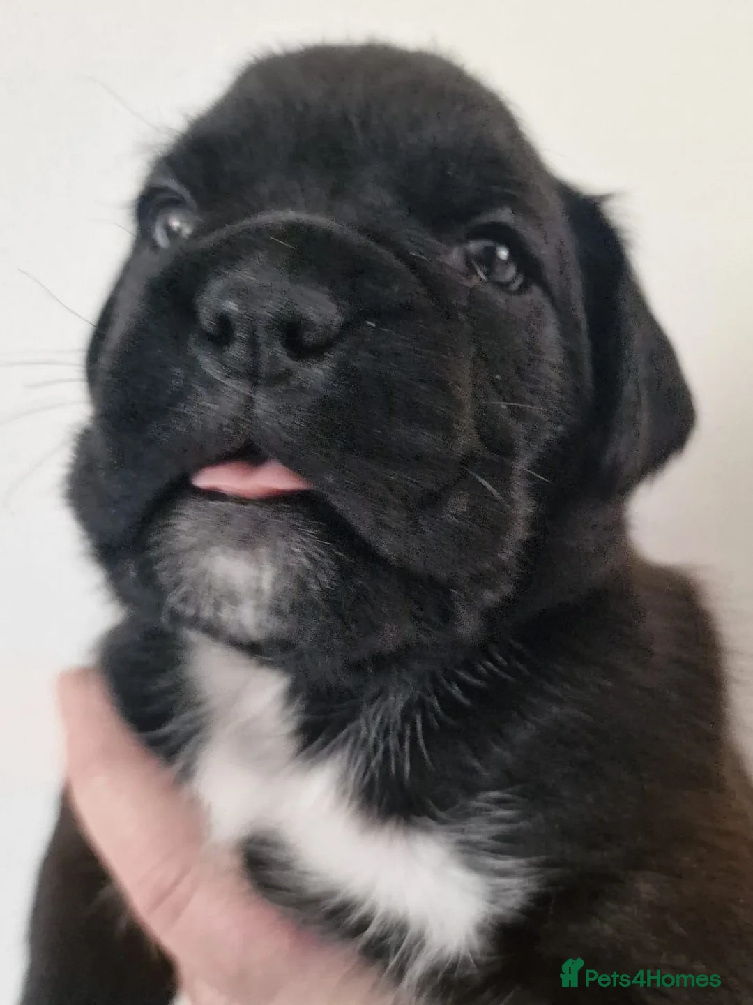 Boxer dogs for sale: Bella and cooper pure breed boxers - Advert 2