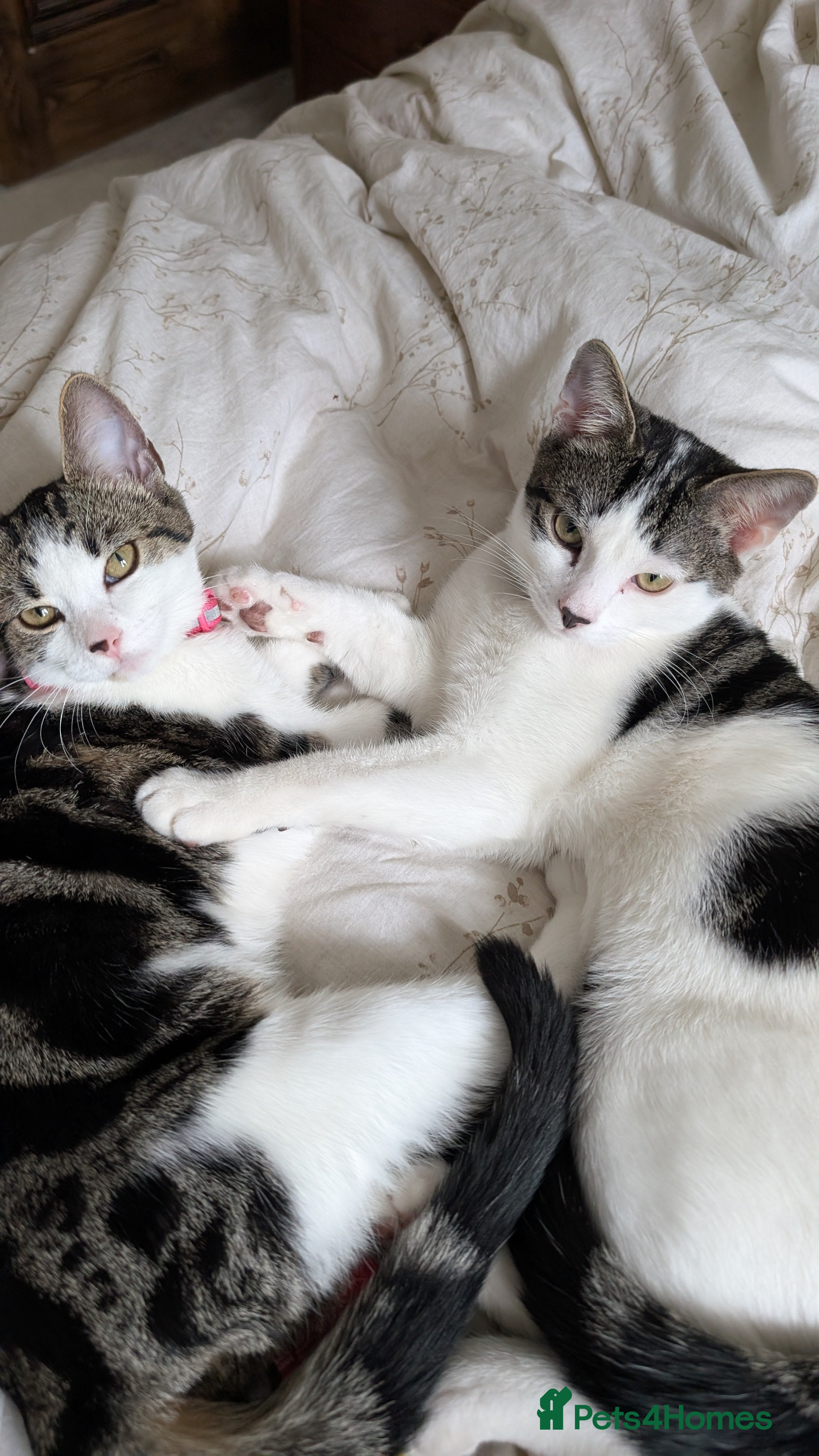 Mixed Breed cats Two Cats for rehoming  - Advert 3