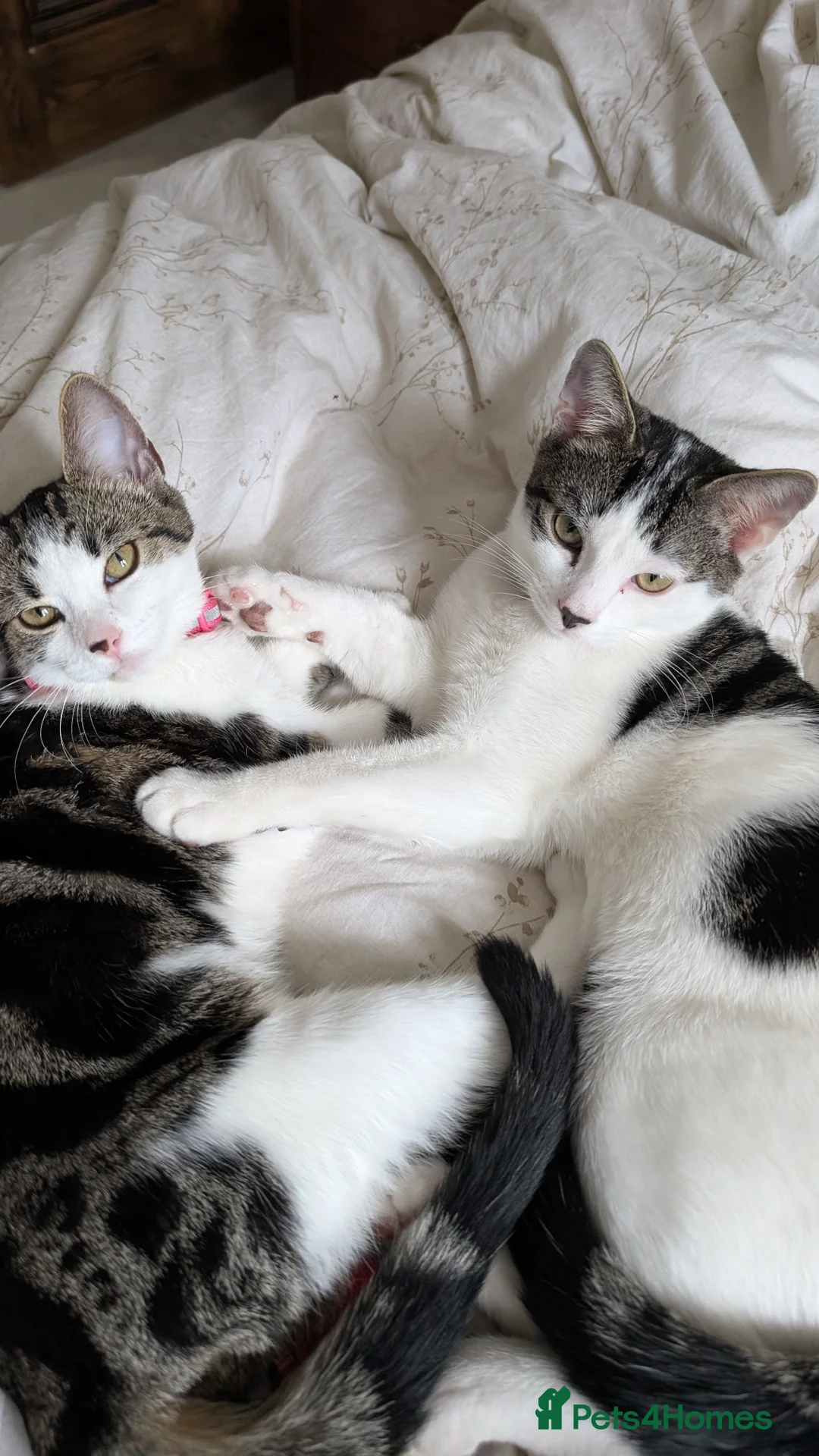 Mixed Breed cats for sale: Two Cats for rehoming  - Advert 1