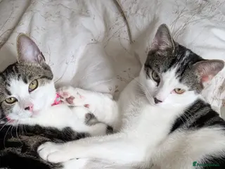 Mixed Breed cats Two Cats for rehoming - Advert 3