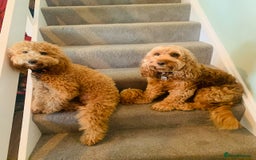 Cockapoo dogs for sale: Cockerpoo  - Image 4