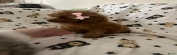 Maltipoo dogs for sale: 🧸Adorable Asian teddy face toy malti poo baby’s🧸 - Advert 6