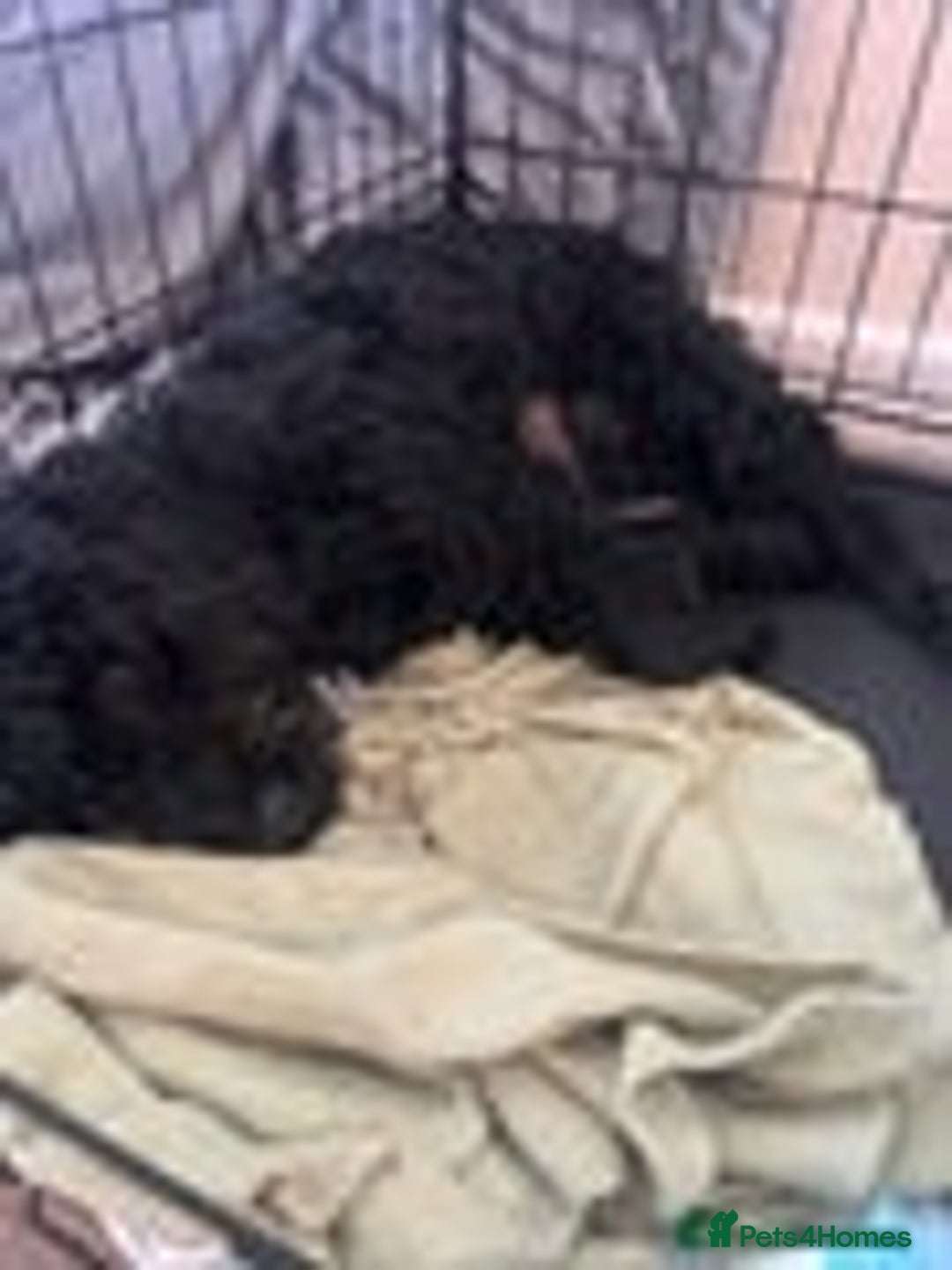 Cockapoo dogs for sale: 1 female left beautiful F2 Cockapoo puppies  - Advert 8