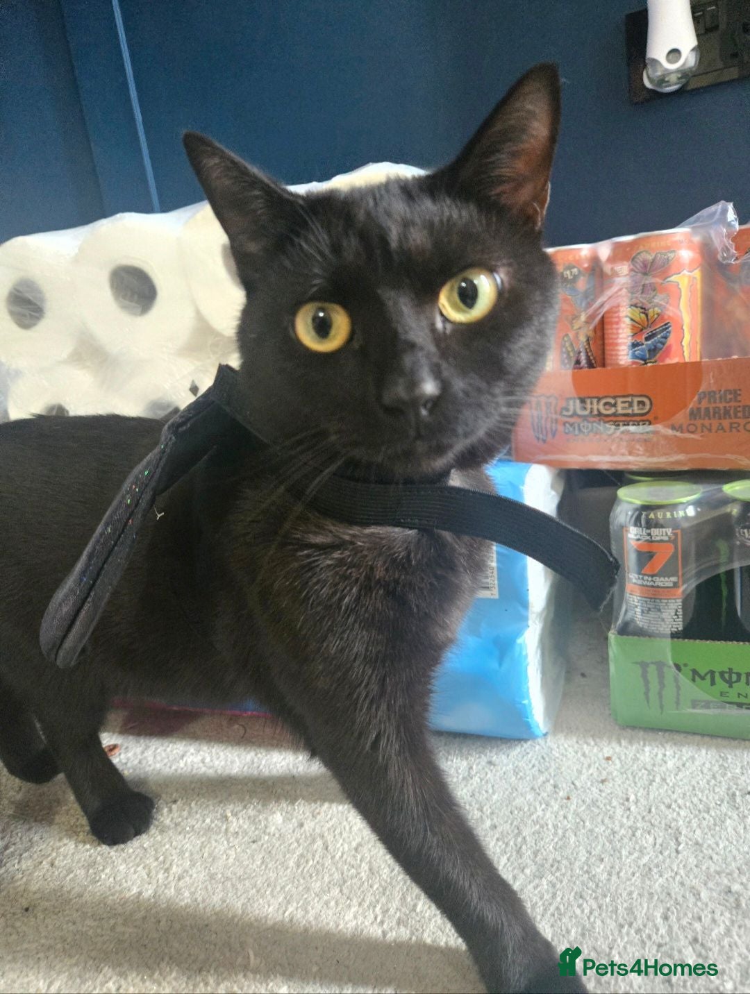Mixed Breed cats Amos the Black Cat - Advert 1