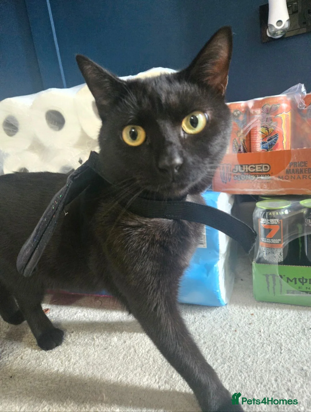 Mixed Breed cats for sale: Amos the Black Cat - Advert 1