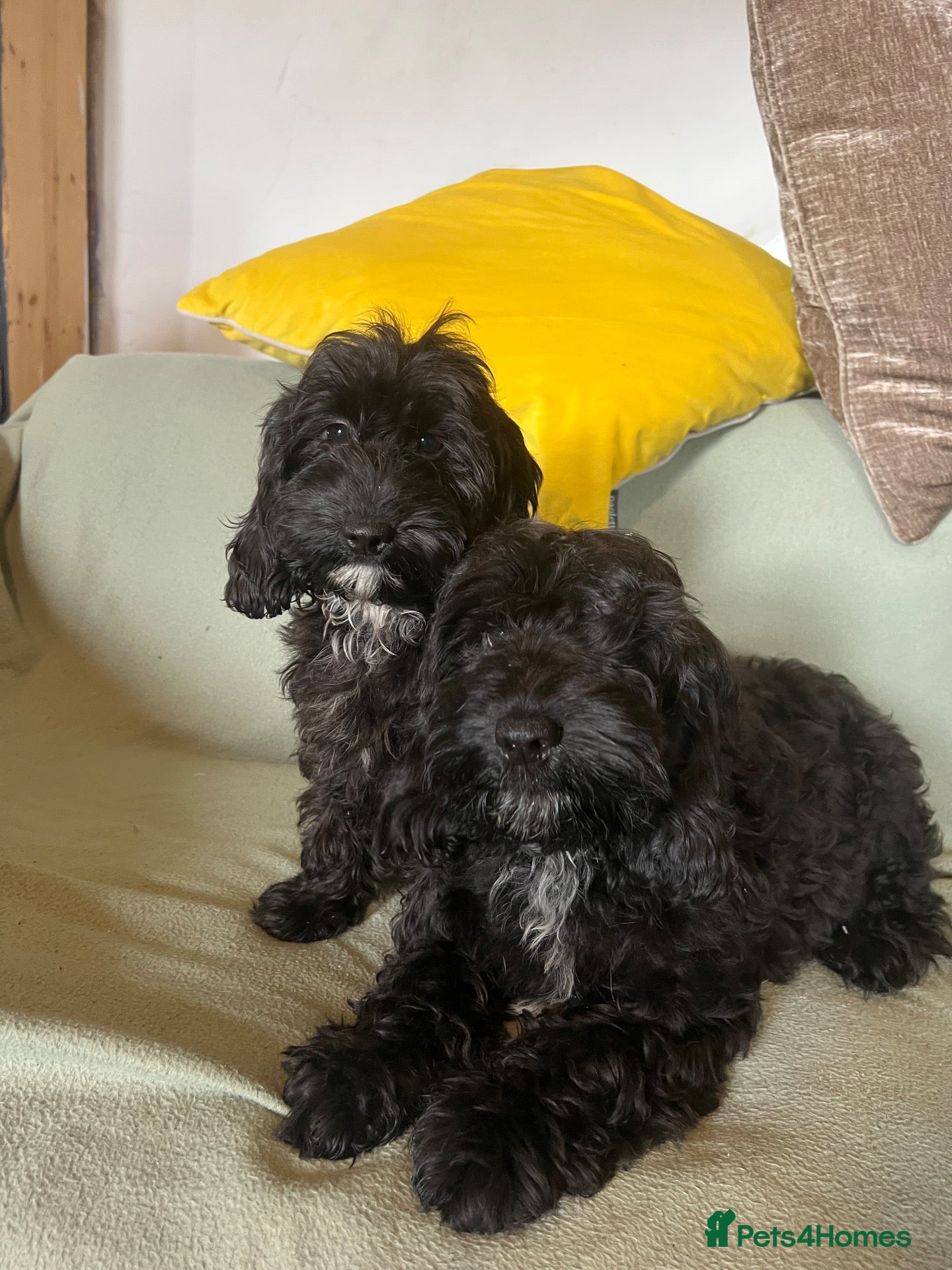 Cockapoo dogs REDUCED Cockapoo puppies health tested parents   - Advert 14