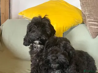 Cockapoo dogs REDUCED Cockapoo puppies health tested parents - Advert 14