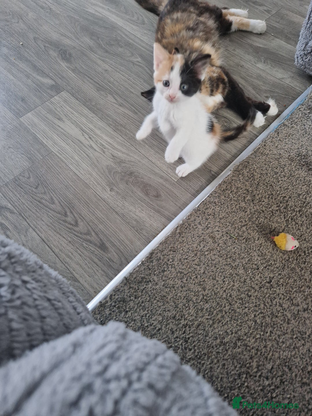 Mixed Breed cats for sale: Beautiful kittens  - Image 2