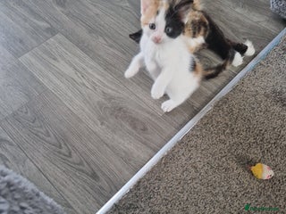 Mixed Breed cats - Advert 2