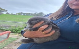 Mini Lop rabbits for sale: Pure bred Mini Lop Bunnies - Image 20