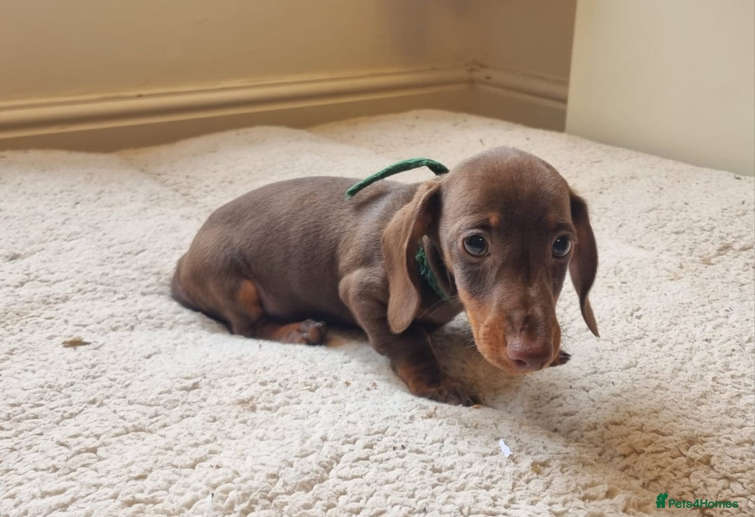 Miniature Dachshund dogs for sale: Gorgeous Mini Smooth Dachshunds Ready Now - Image 22