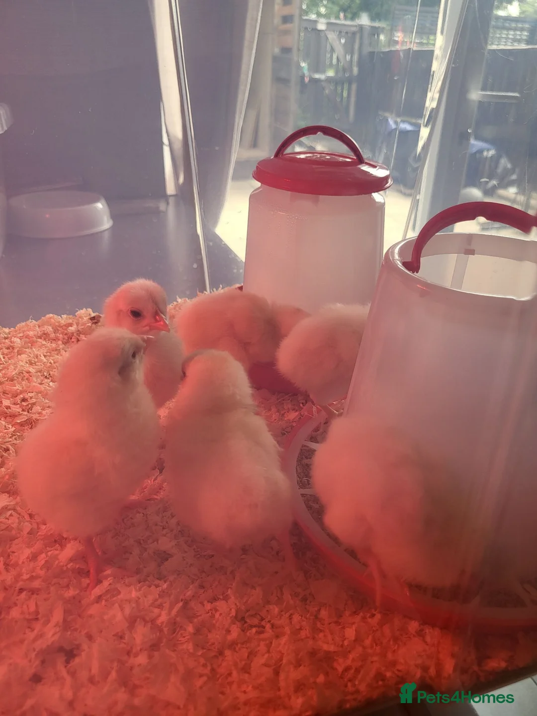 Chickens poultry for sale: White star chicks - Advert 2