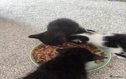British Shorthair cats for sale: Black and white kittens for sale - Image 2