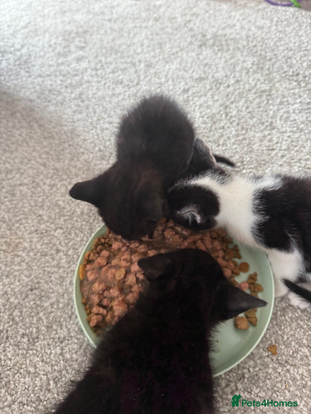 British Shorthair cats for sale: Black and white kittens for sale - Image 2