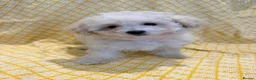 Maltipoo dogs for sale: Beautiful heath tested f1 Malitpoo babies  - Advert 26