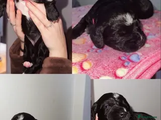 Cocker Spaniel dogs Beautiful litter of working cocker spaniels - Advert 5