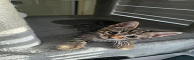 Brown Tabby Bengal Cross Male