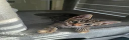 Bengal cats for sale: Stunning Bengal Cross Kittens - Advert 35