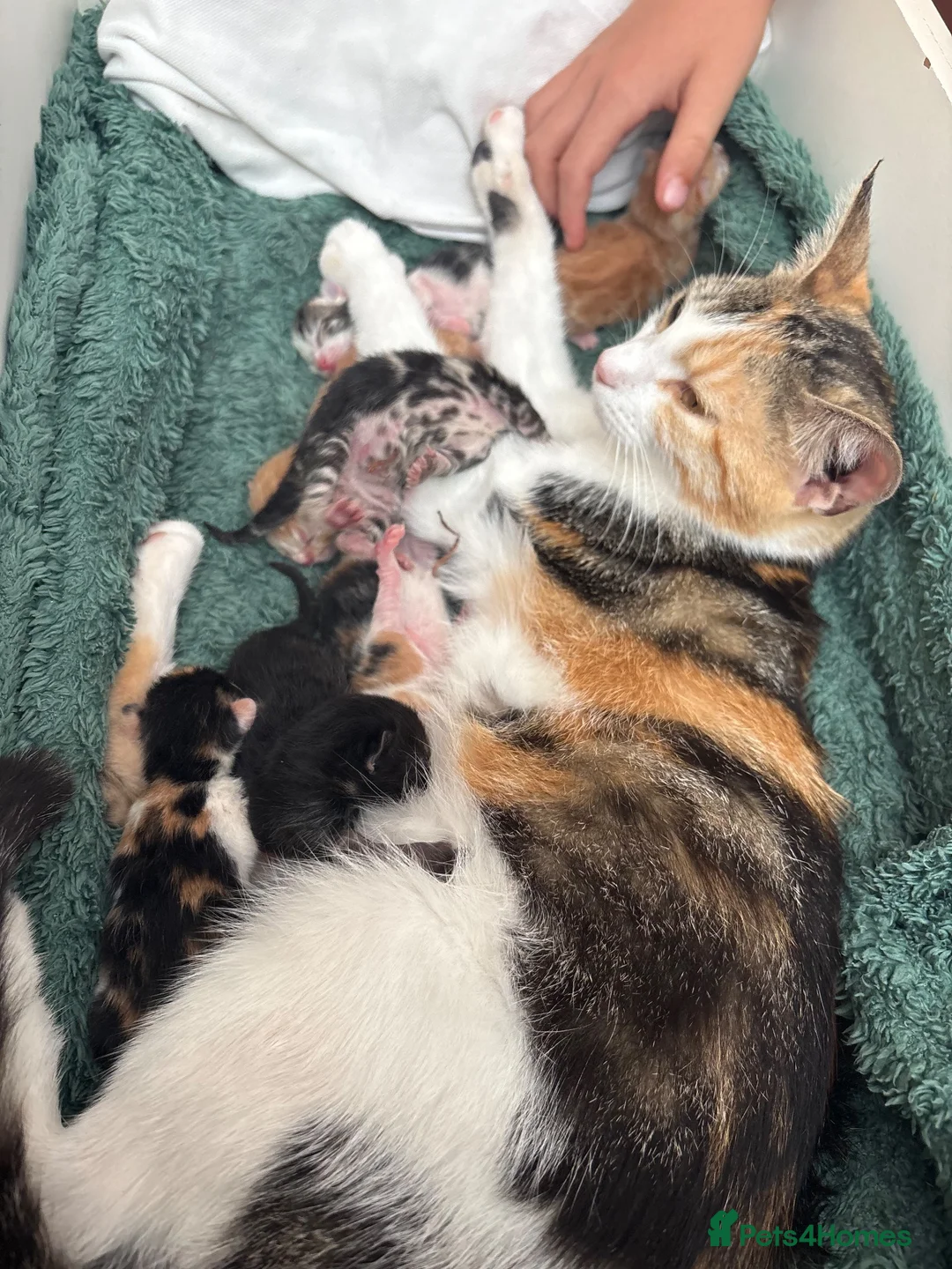 Mixed Breed cats for sale: 7 beautiful kittens  - Advert 1