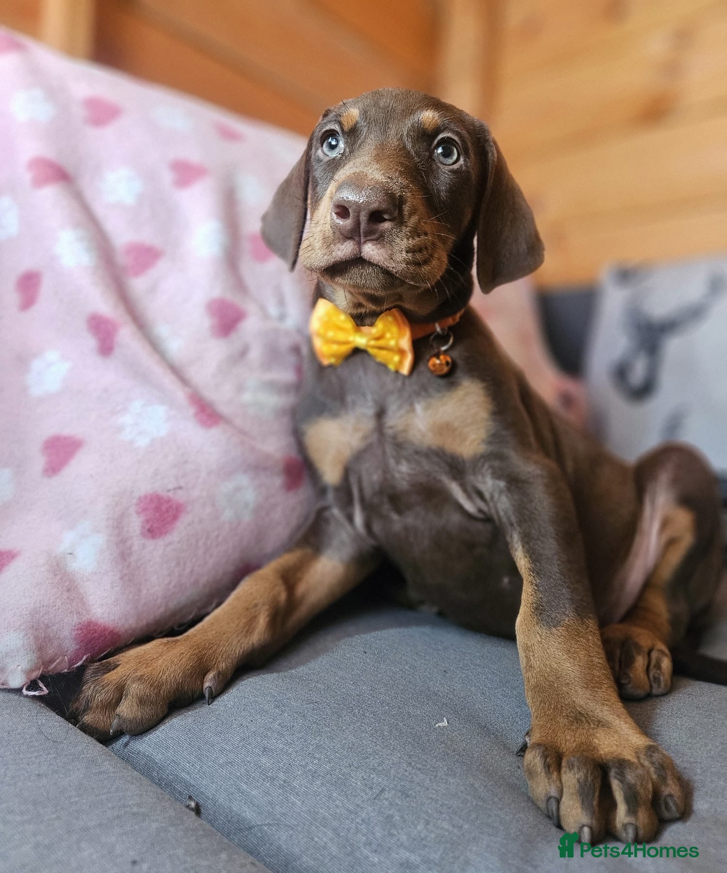 Dobermann dogs Top Quality Ready Soon KC Registered Puppies! - Advert 2