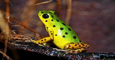 Frog reptiles - Advert 9