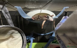 Rat rodents for sale: Rehoming my rats  - Image 7