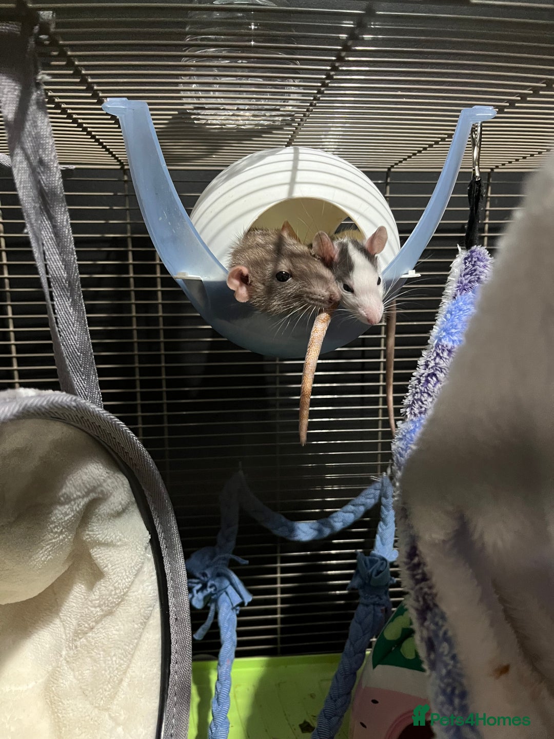 Rat rodents for sale: Rehoming my rats  - Image 7