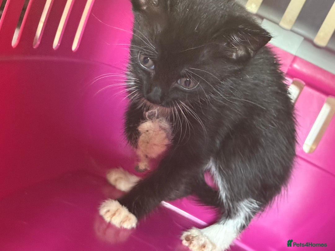 Mixed Breed cats for sale: Moggie Kittens - Image 4