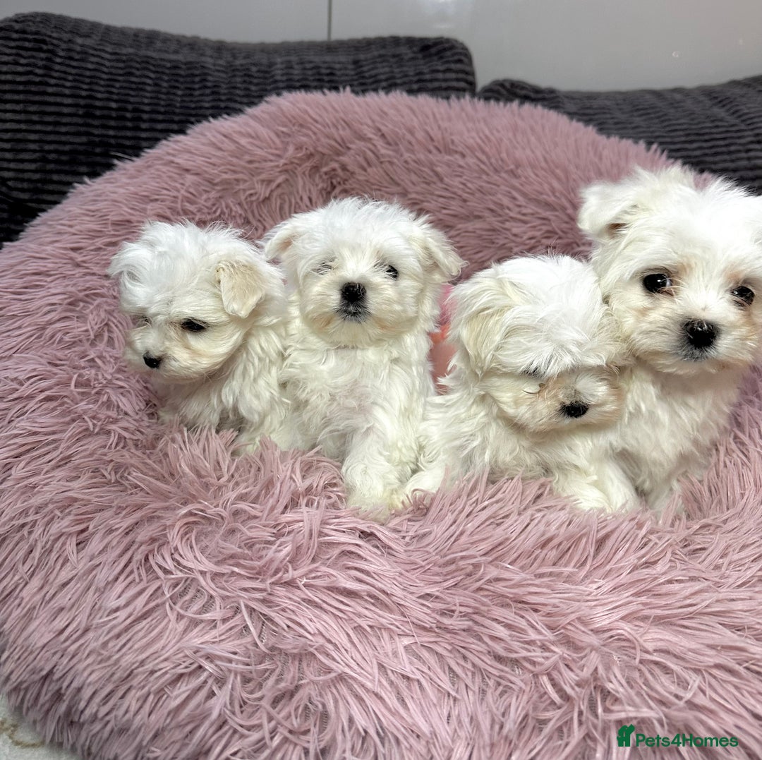 Maltese dogs for sale: Maltese puppies - Advert 1
