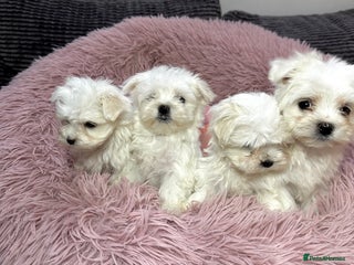 Maltese dogs Maltese puppies - Advert 4