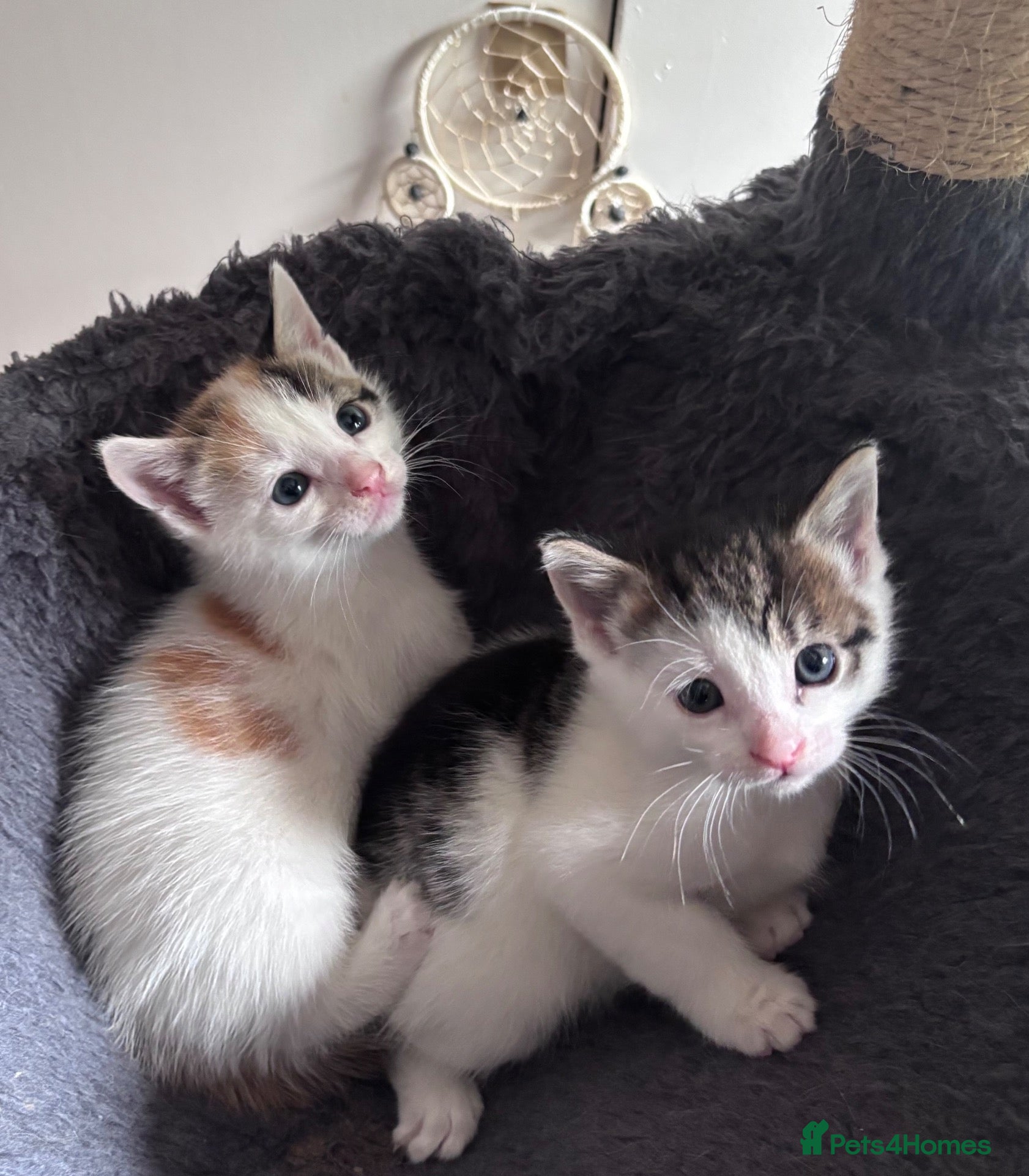 Mixed Breed cats Kittens beautiful MainecoonxBengal ready now!🐈🐈 - Advert 2
