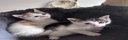 Mixed Breed cats for sale: Kittens beautiful mixed breed 🐈🐈‍⬛🐈🐈 - Advert 18
