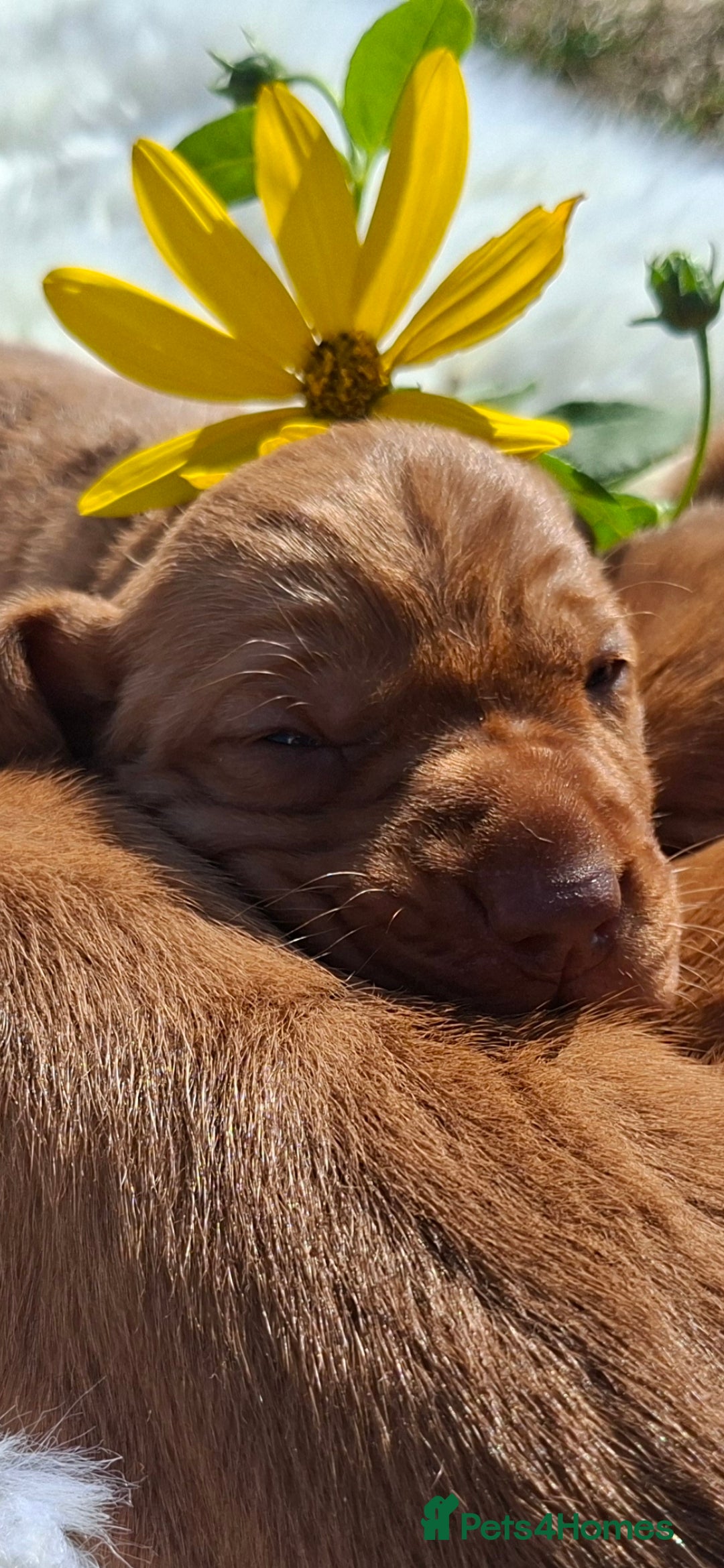 Hungarian Vizsla dogs for sale: Hungarian vizsla  - Image 2