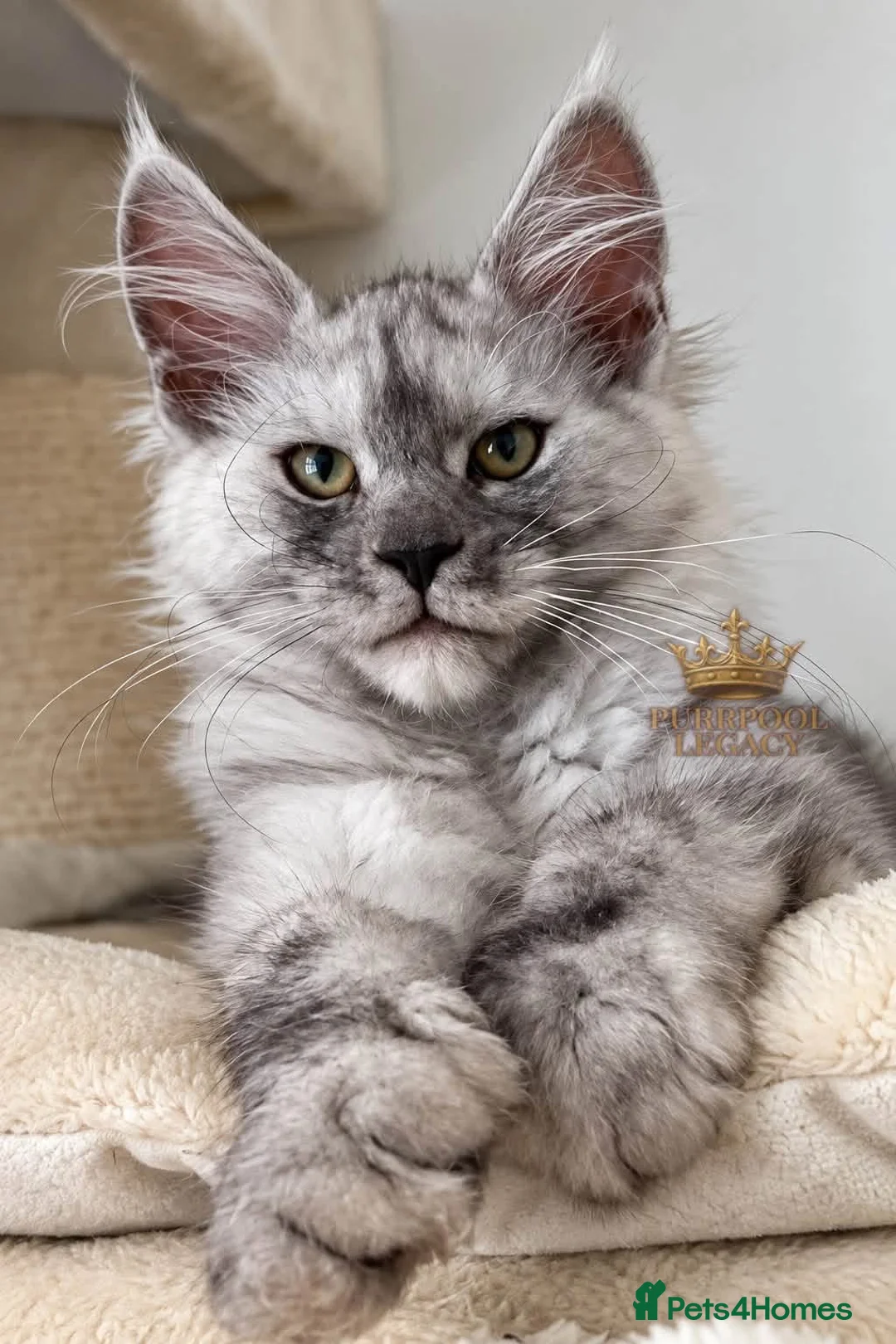 Maine Coon cats for sale: TICA registred Maine coon kittens. Rare colours  - Advert 1